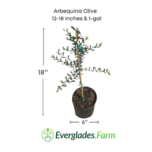 Arbequina Olive Tree, Semi-Dwarf from Everglades Farm