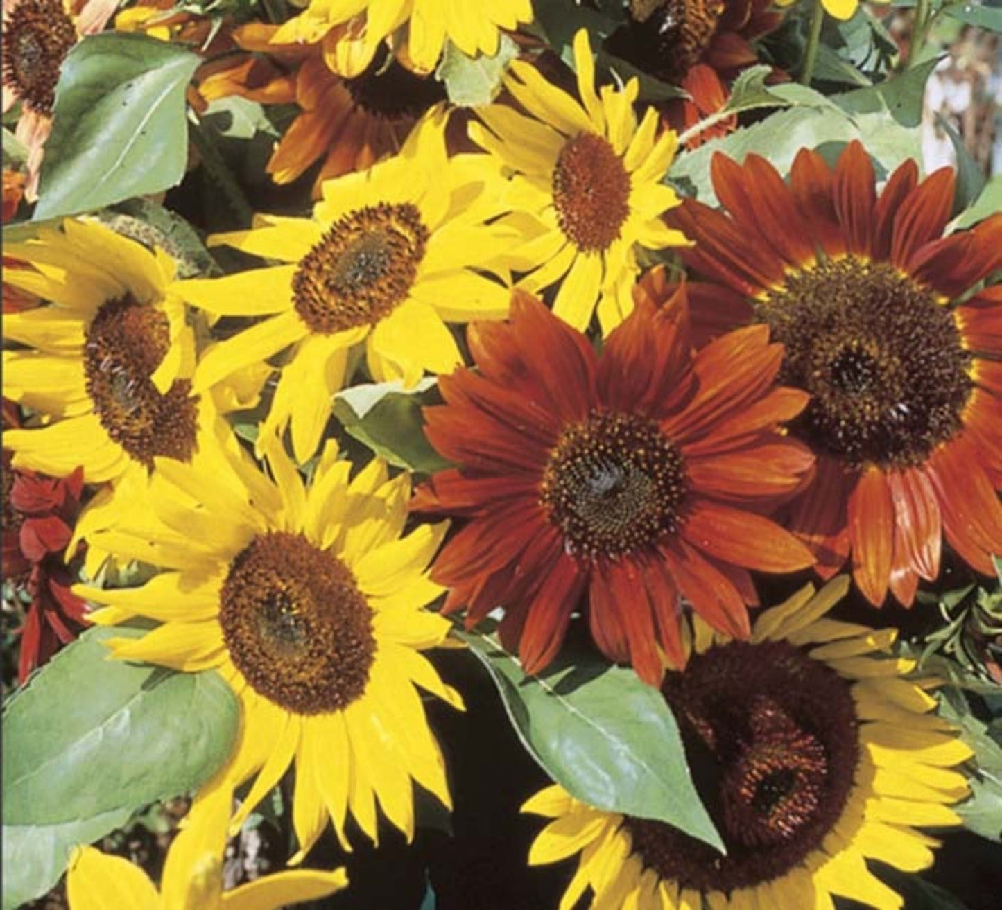 Autumn Beauty Sunflower Seeds