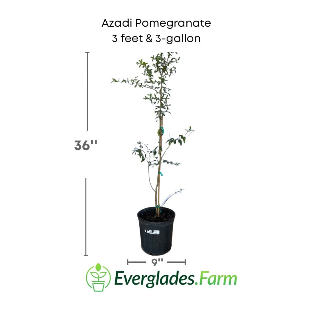 Azadi Pomegranate Tree from Everglades Farm