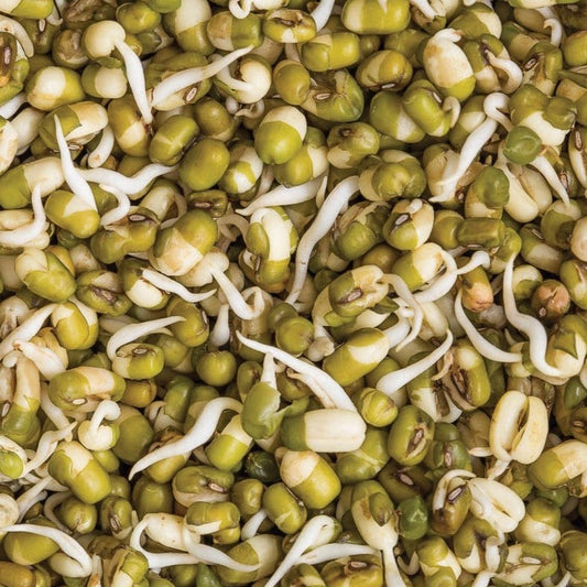 Mung Bean (Bush)