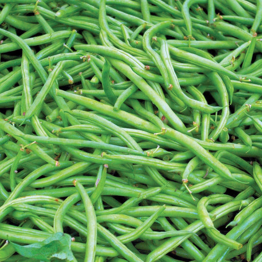 Contender Bean (Bush)