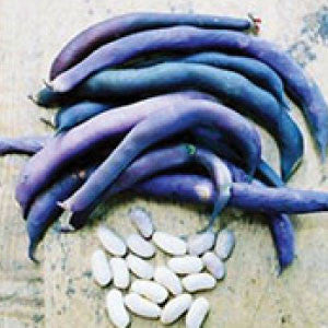 BEAN Seeds, Royalty Purple Bush