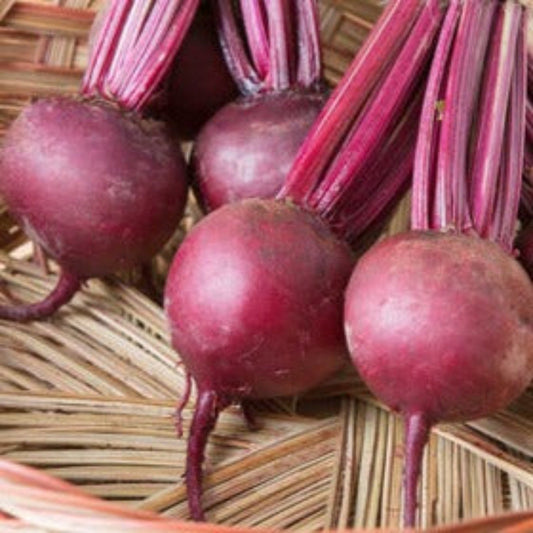 Bulls Blood Beet Root Seeds
