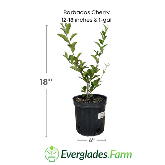 Barbados Cherry, Acerola, Guyana Cherry Tree, image 7 of 7