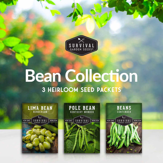 Bean Seed Collection - 3 Prolific Varieties