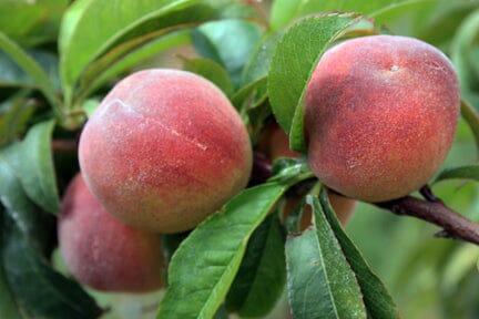 Tropic Beauty Dwarf Peach Tree Grafted  Low Chill, Self-Fertile, Sweet & Juicy Fruit for Warm Climates