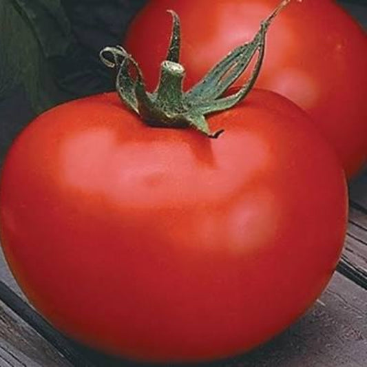 Better Boy Hybrid Tomato Seeds