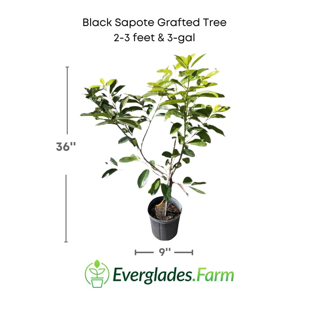 Black Sapote Bernicker Tree Grafted from Everglades Farm