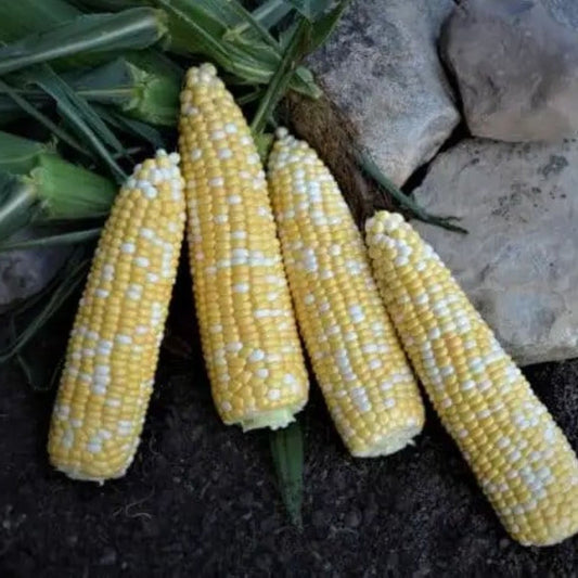 BOLT XR Extra Early 67 DAY Treated Bicolor Sweet Corn Seeds by Papaws Garden Supply