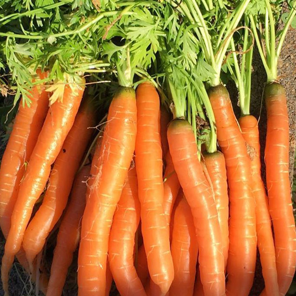 Tendersweet Carrot by MIgardener