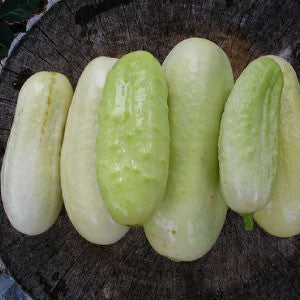 CUCUMBER Seeds, White Wonder