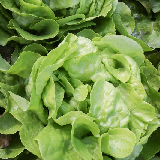 Bibb Butterhead Lettuce