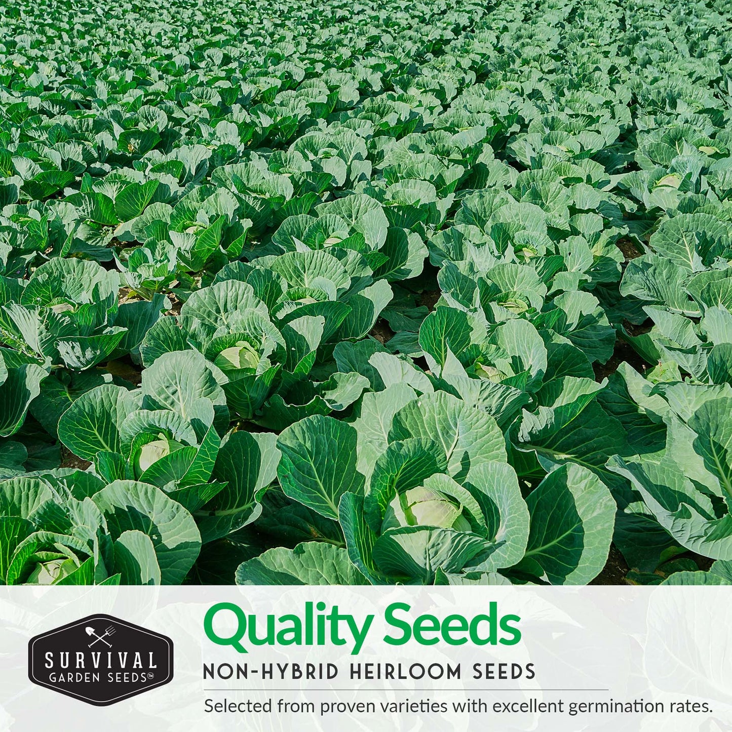 Cabbage Seed Collection - Red Acre, Golden Acres, Jersey Wakefield, Early Round Dutch & Michihili (Napa)