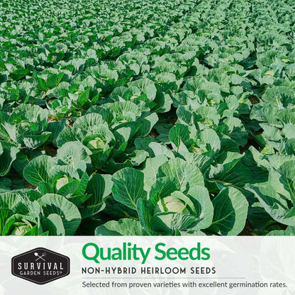 Cabbage Seed Collection - Red Acre, Golden Acres, Jersey Wakefield, Early Round Dutch & Michihili (Napa)