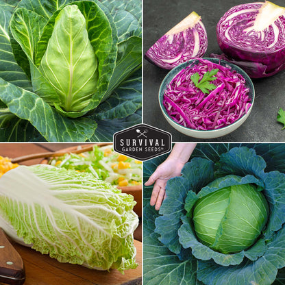 Cabbage Seed Collection - Red Acre, Golden Acres, Jersey Wakefield, Early Round Dutch & Michihili (Napa)