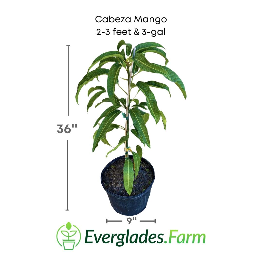 Cabeza, Man's Head, Mango Tree, Grafted, Fruit Trees from Everglades Farm