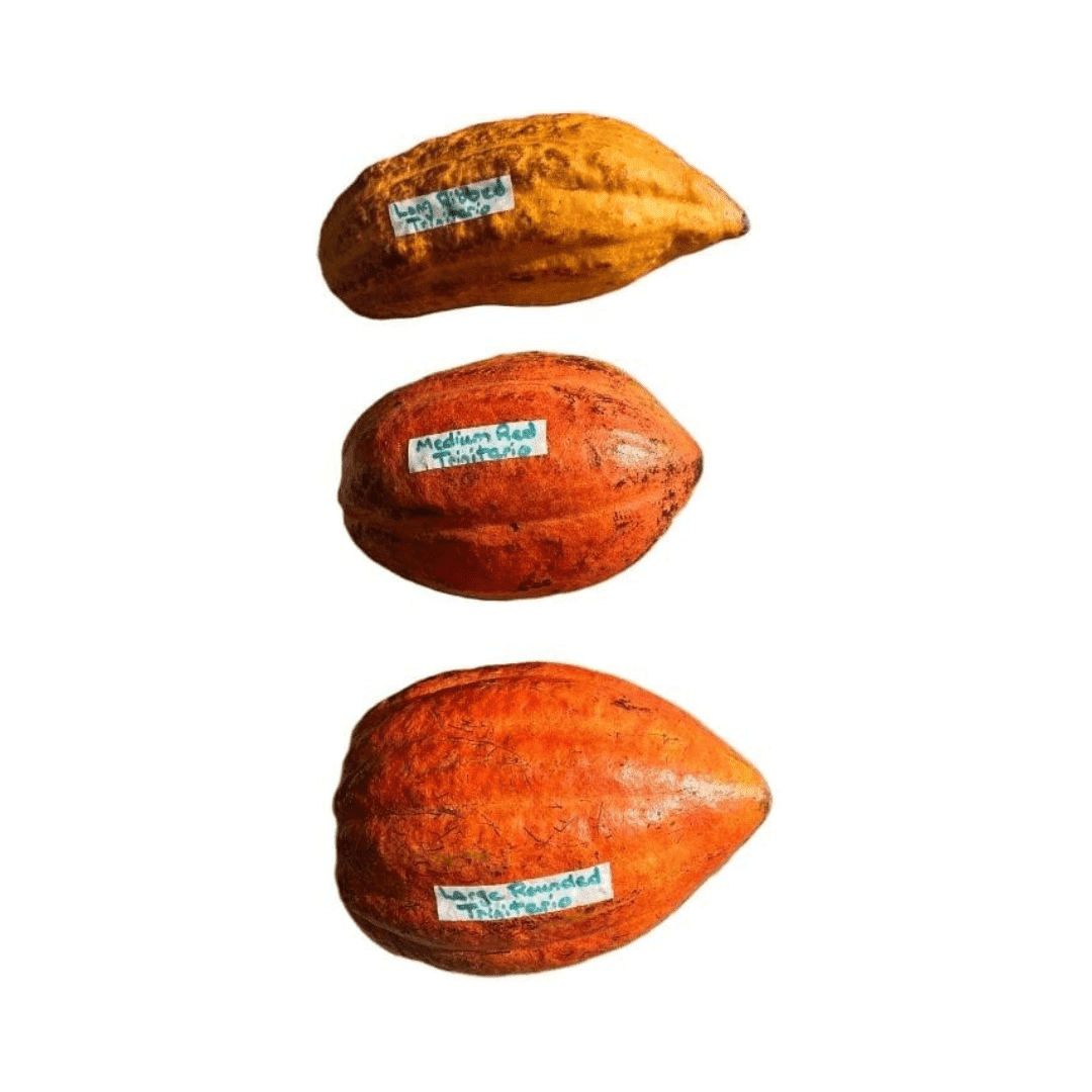 Trinitario Cacao Tree Yellow, Long Ribbed – Fruit-Bearing Theobroma Cacao Tree from Everglades Farm