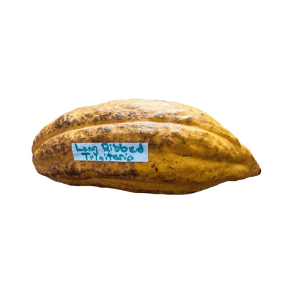 Trinitario Cacao Tree Yellow, Long Ribbed – Fruit-Bearing Theobroma Cacao Tree