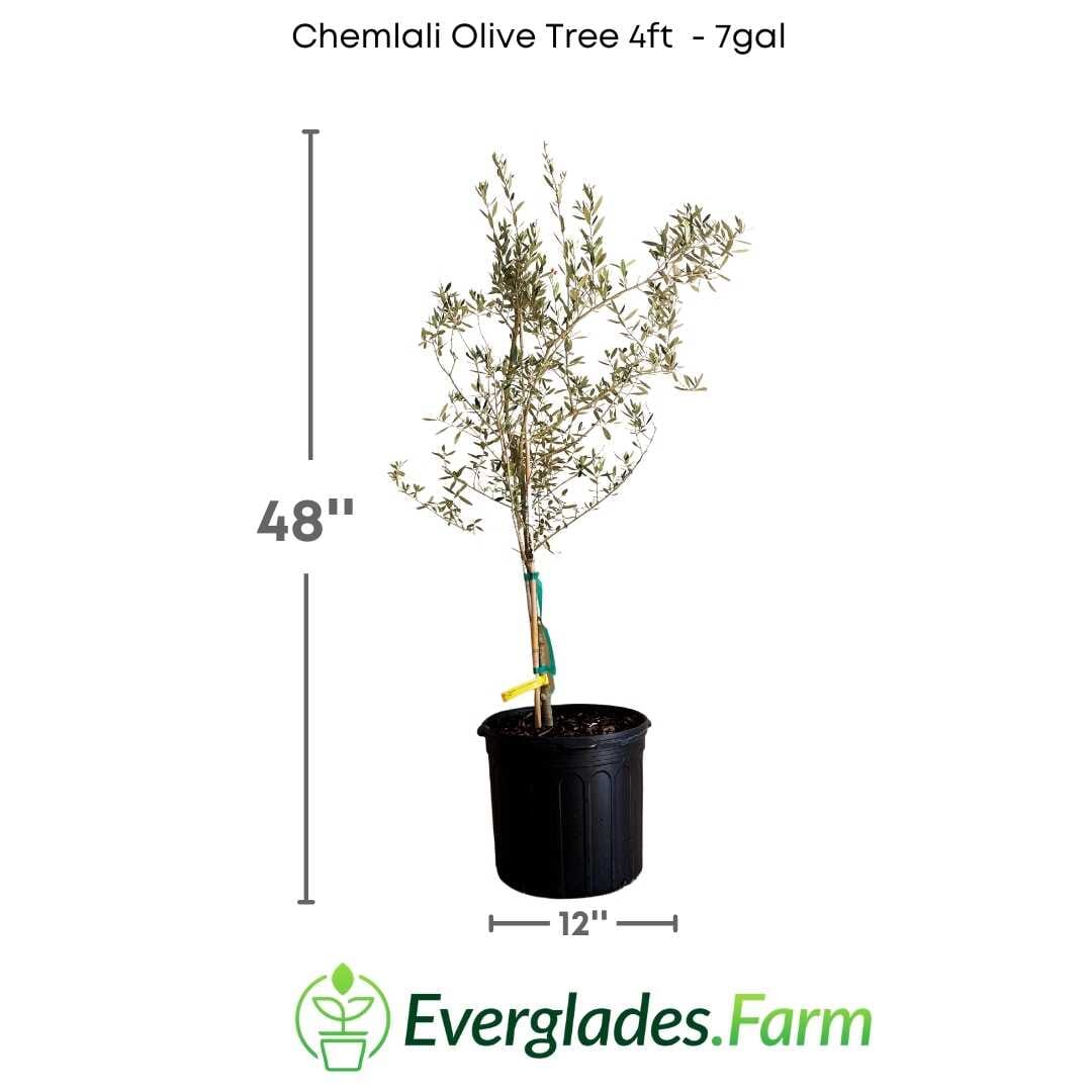 Chemlali Olive Tree