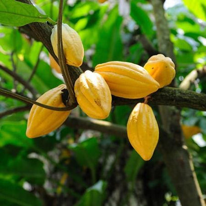 Trinitario Cacao Tree Yellow, Long Ribbed – Fruit-Bearing Theobroma Cacao Tree