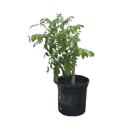 Yellow Spanish/Hog Plum, Ciruela, Jocote Amarillo, Tree