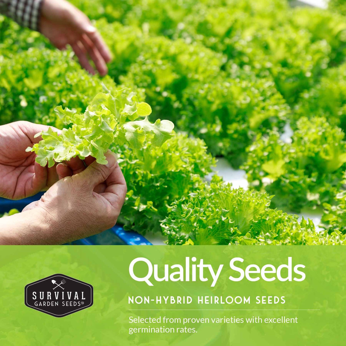 Cool Weather Vegetable Seed Collection - Spinach, Kale, Cilantro, Broccoli, and Leaf Lettuce