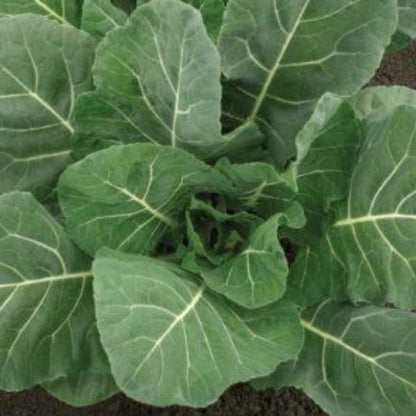 Champion Collard Greens Seeds