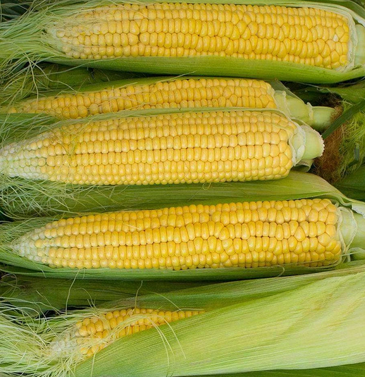 Golden Bantam 12 Row Untreated Heirloom Sweet Corn Seeds