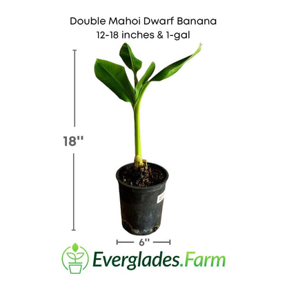 Double Mahoi Dwarf Banana Plant