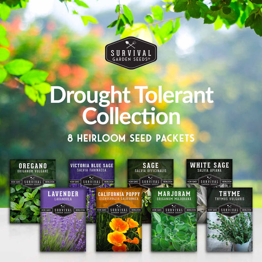 Drought Tolerant Seed Collection - 8 Hardy Herbs and Flowers