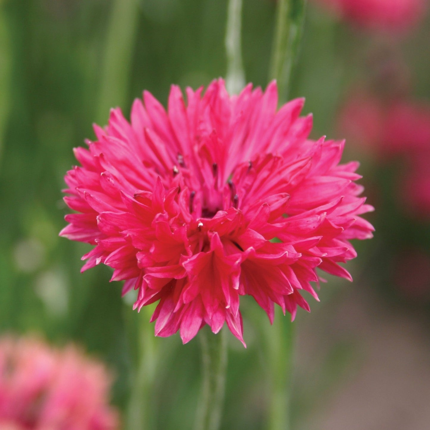 Bachelor's Buttons Red