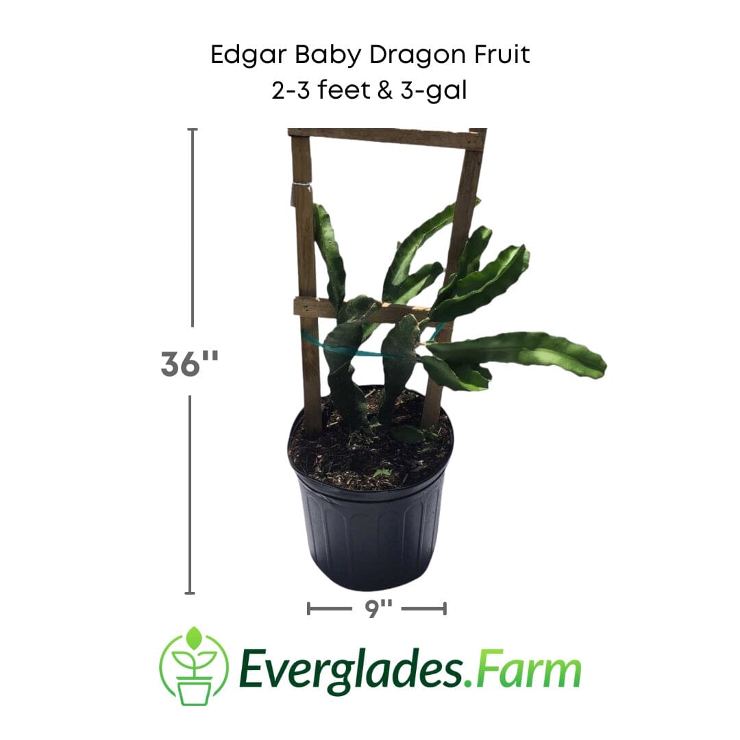 Edgar Baby Dragon Fruit, Pitaya, Fruit Trees from Everglades Farm