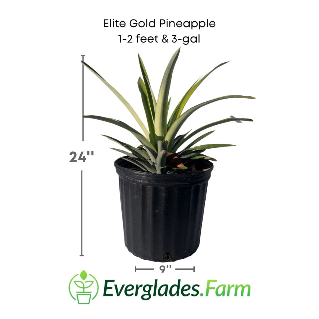 Elite Gold Pineapple Plant