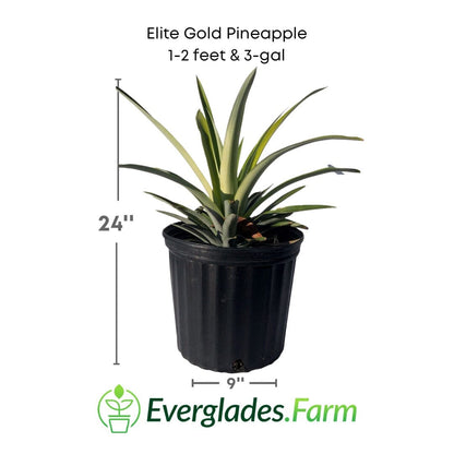 Elite Gold Pineapple Plant