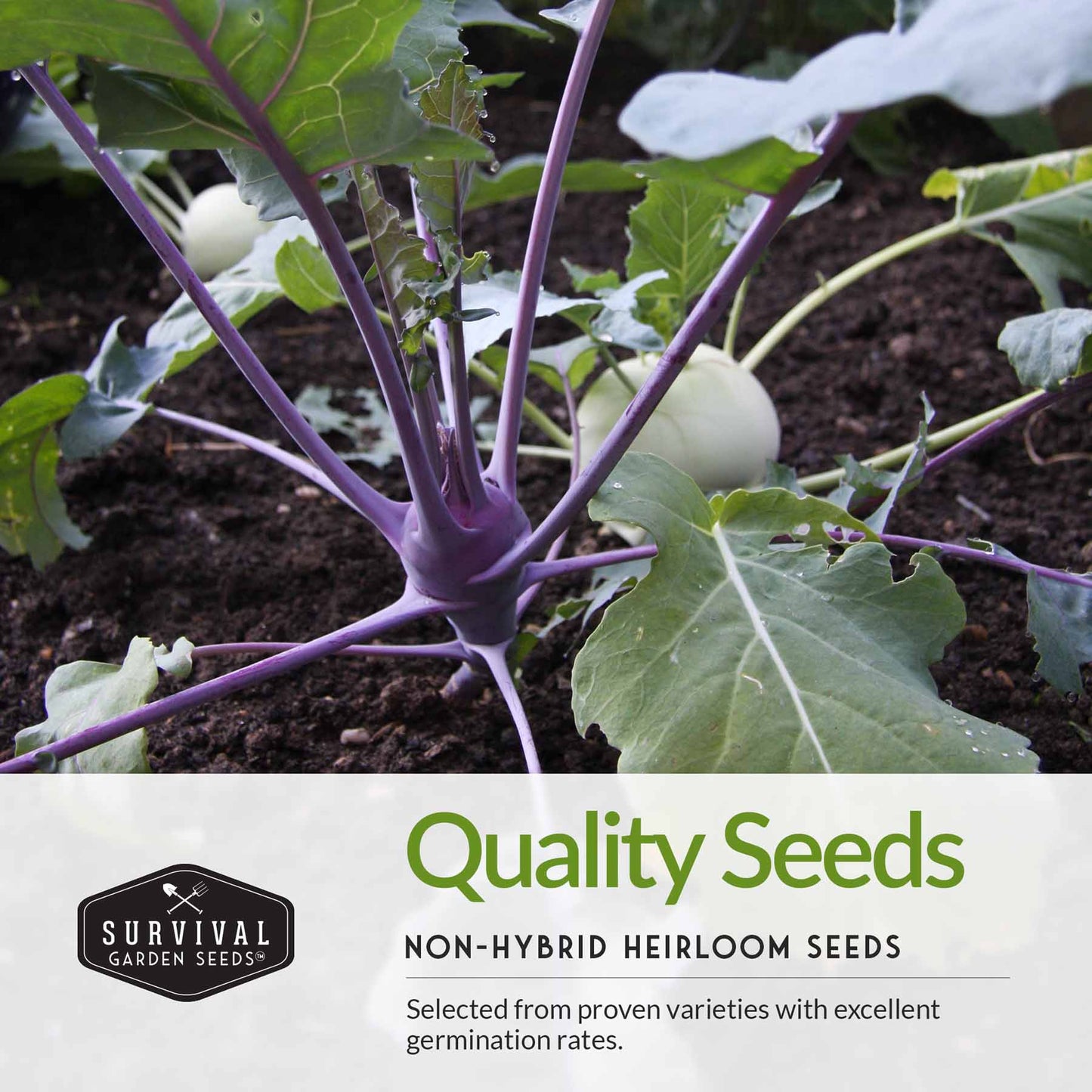 Rare Exotic Vegetable Seed Collection - Grow Something Unique in Your Garden