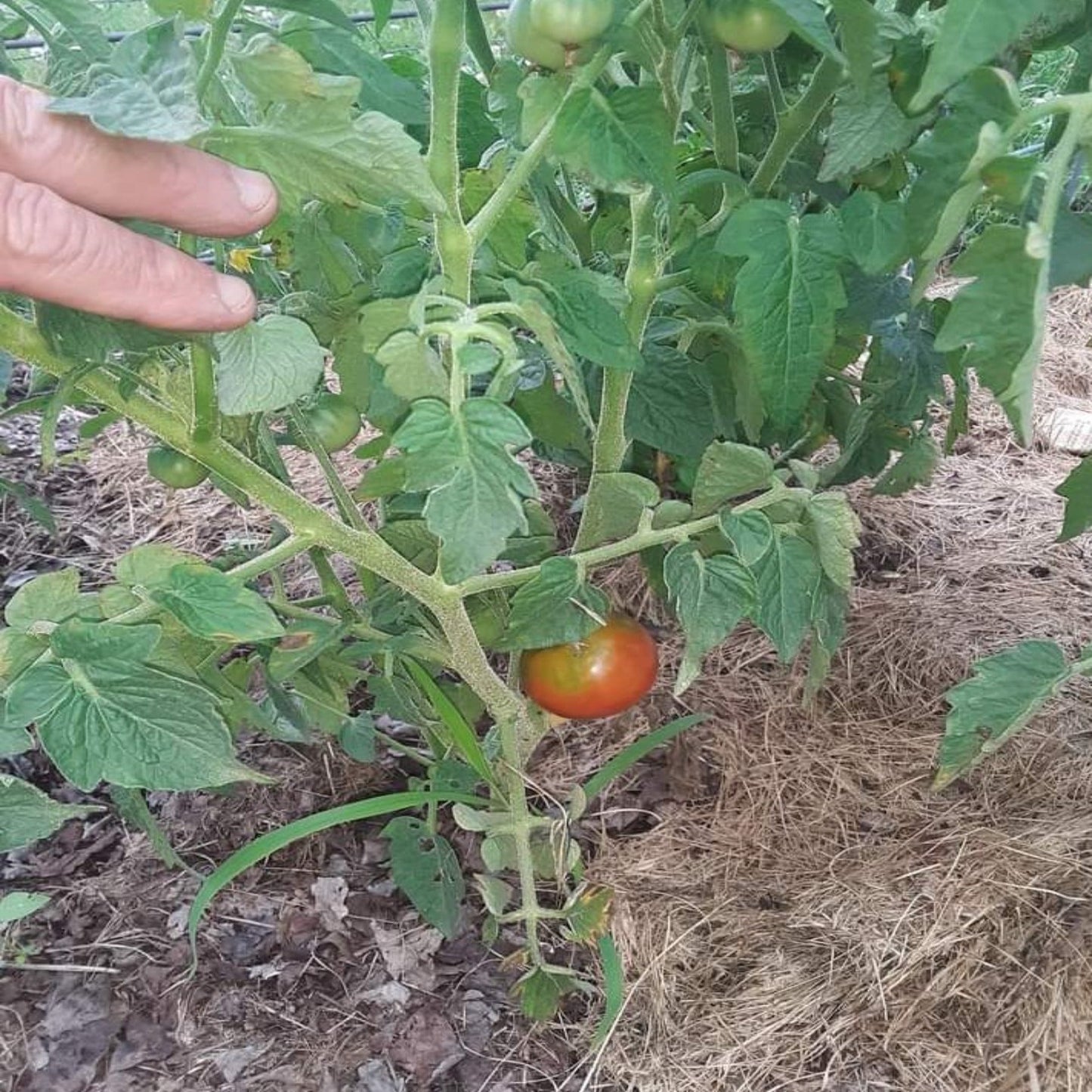 Papaw's Dwarf Pixie Tomato Seeds