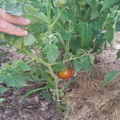 Papaw's Dwarf Pixie Tomato Seeds