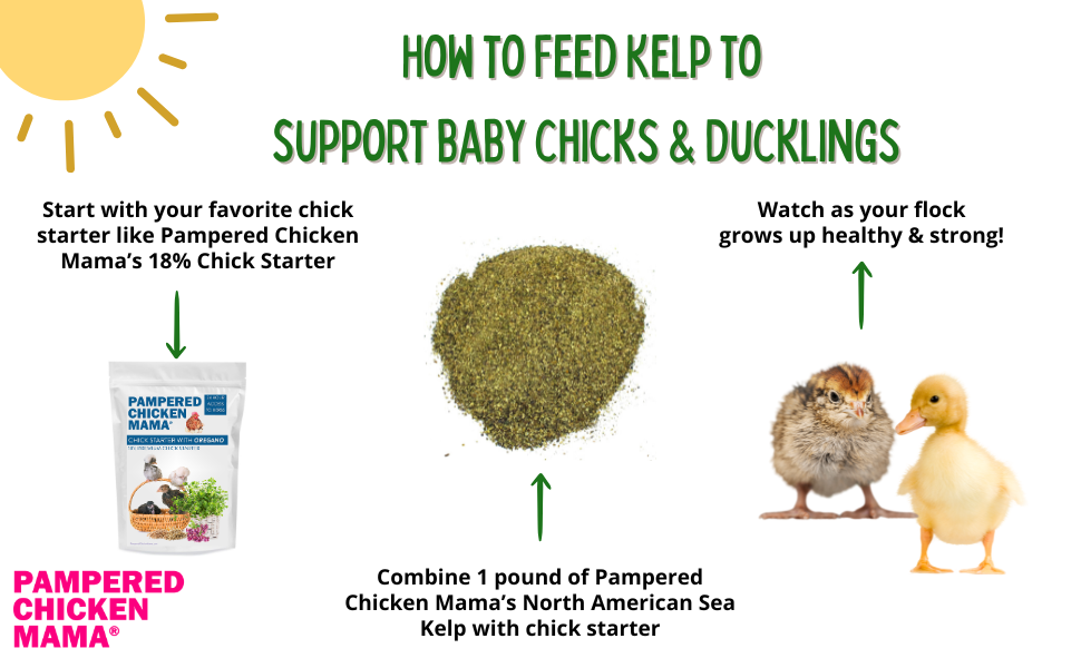 North Atlantic Kelp For Extra Vitamins, Minerals, & Amino Acids For Pet Chickens & Ducks
