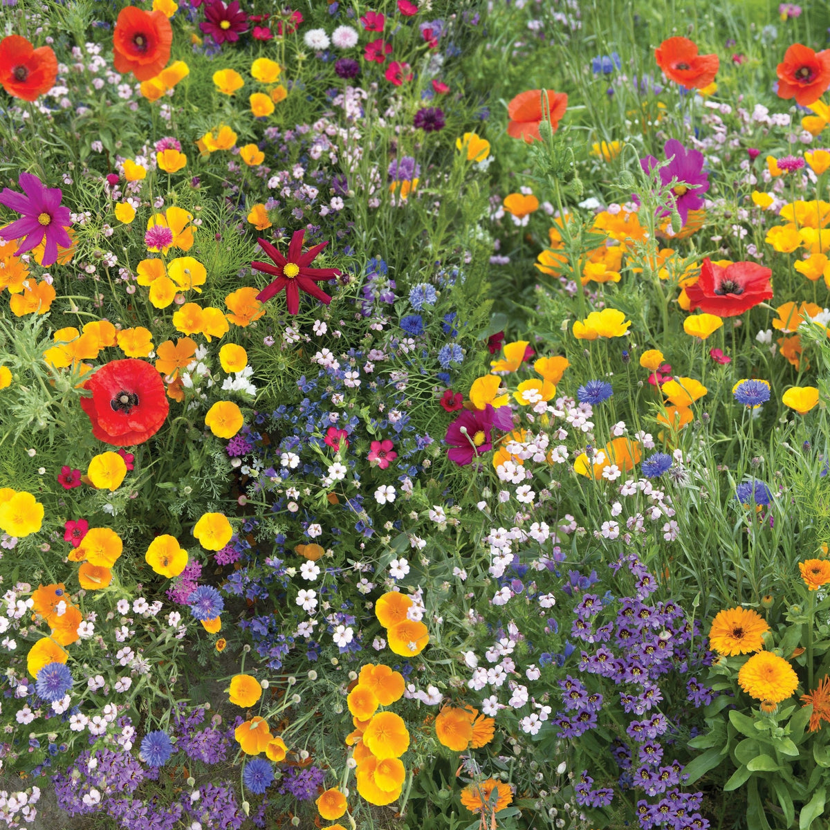Meadow Wildflower Mix by MIgardener
