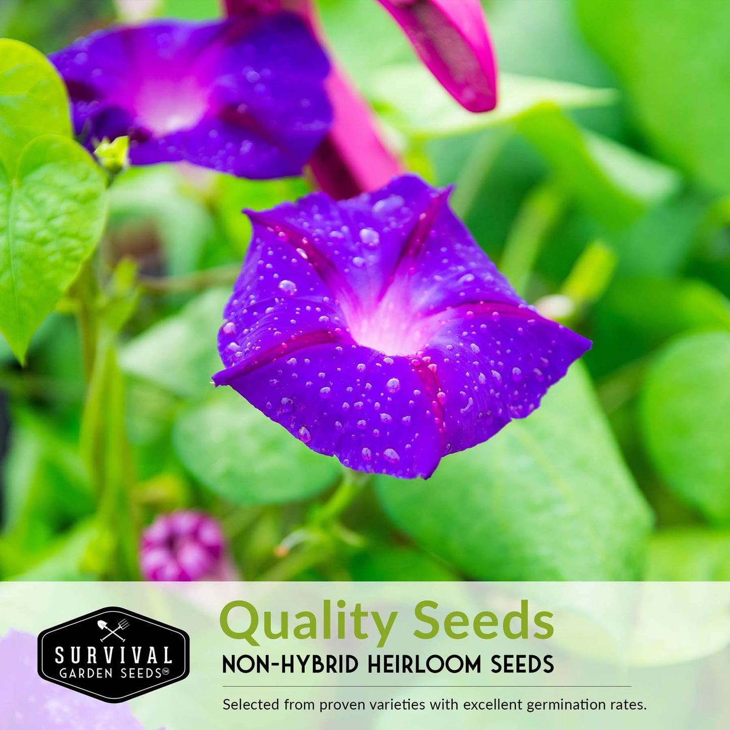 10 Flower Seed Collection - 10 Colorful & Useful Flower Varieties