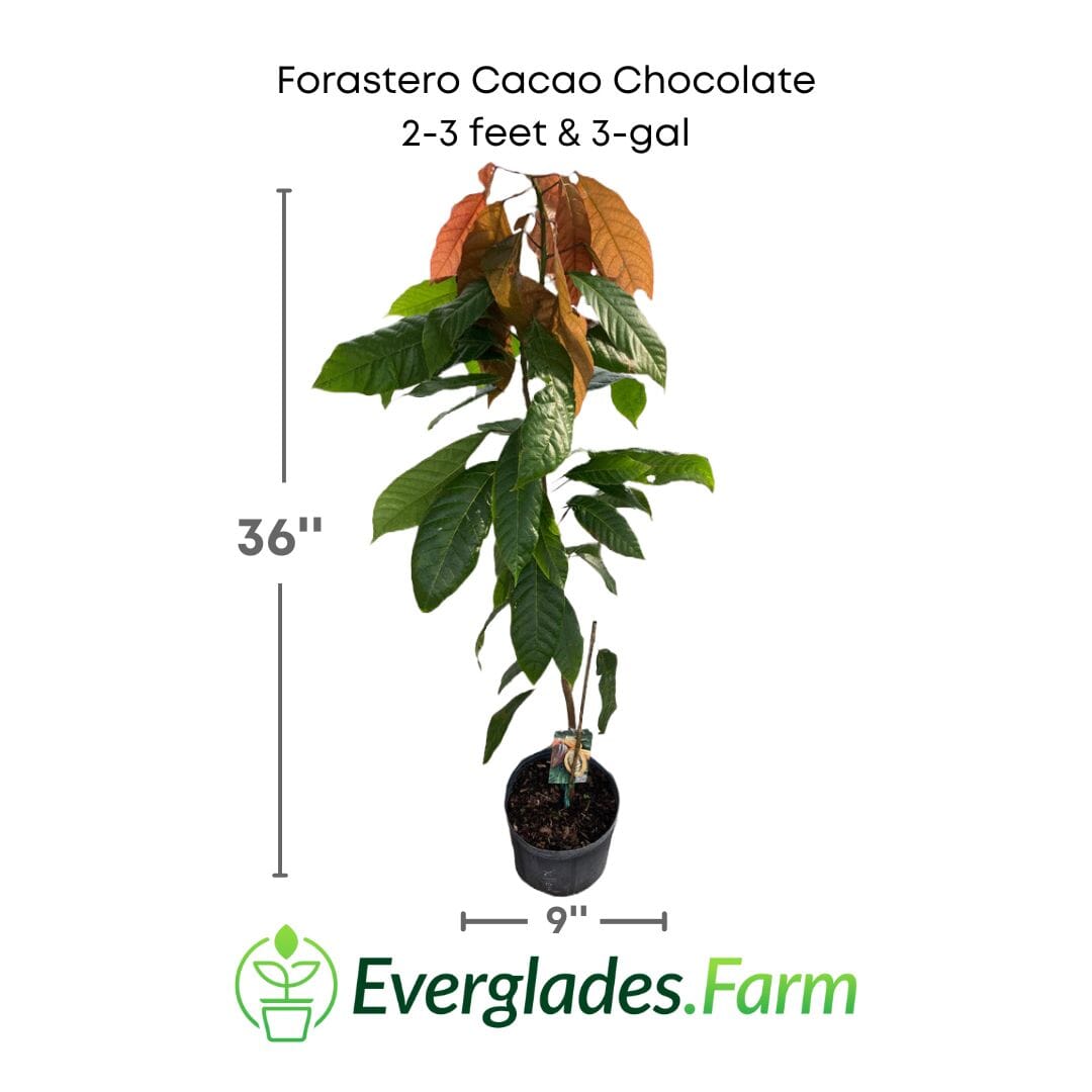 Forastero Cacao Chocolate Tree from Everglades Farm