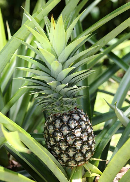 Florida Special Pineapple Plant (Ananas comosus) - Sweet, Juicy, and Cold Hardy