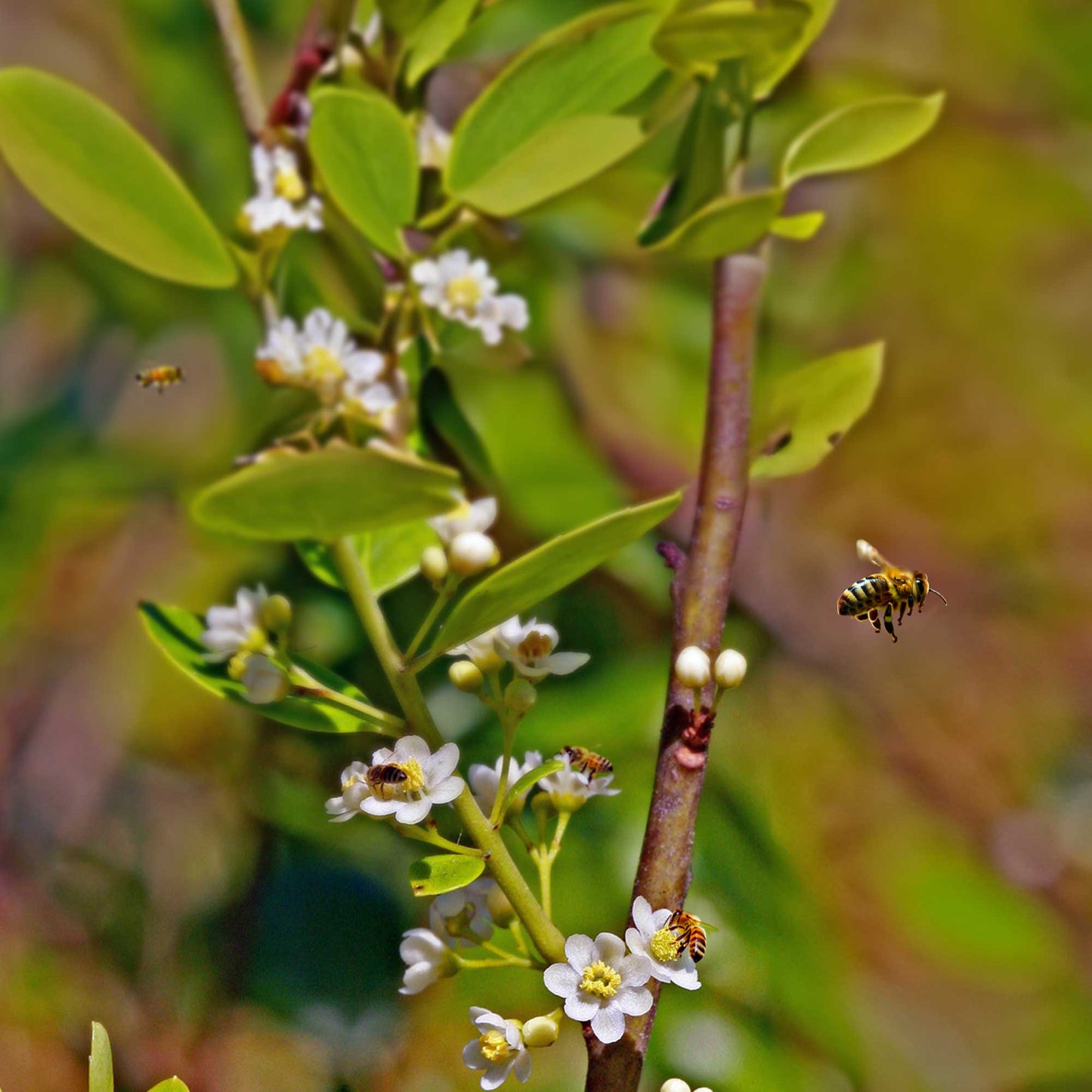 Our Best All-Natural Pure Raw Gallberry Honey