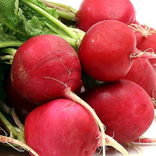 German Giant (Parat) Radish Seeds