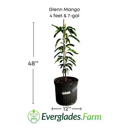 Glenn Mango Tree, Grafted