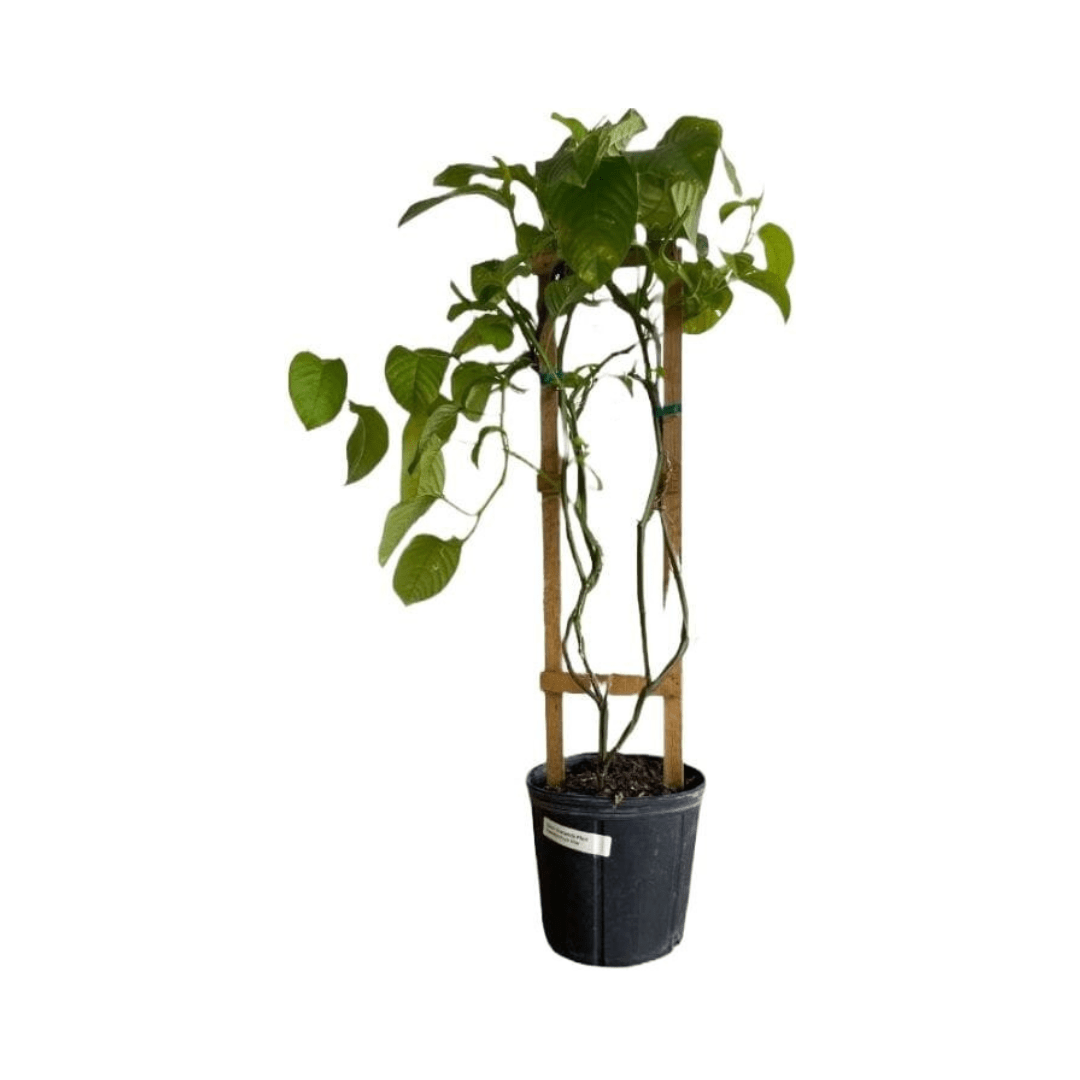 Giant Granadilla Plant from Everglades Farm