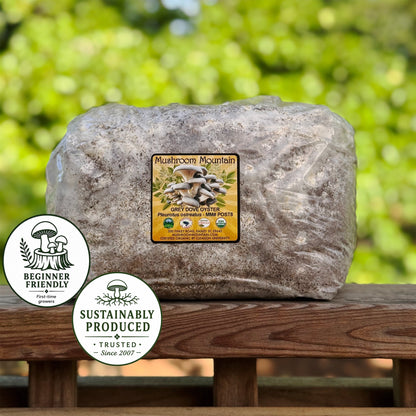 Oyster Mushroom Sawdust Spawn  - (Pleurotus spp.) - 5lb