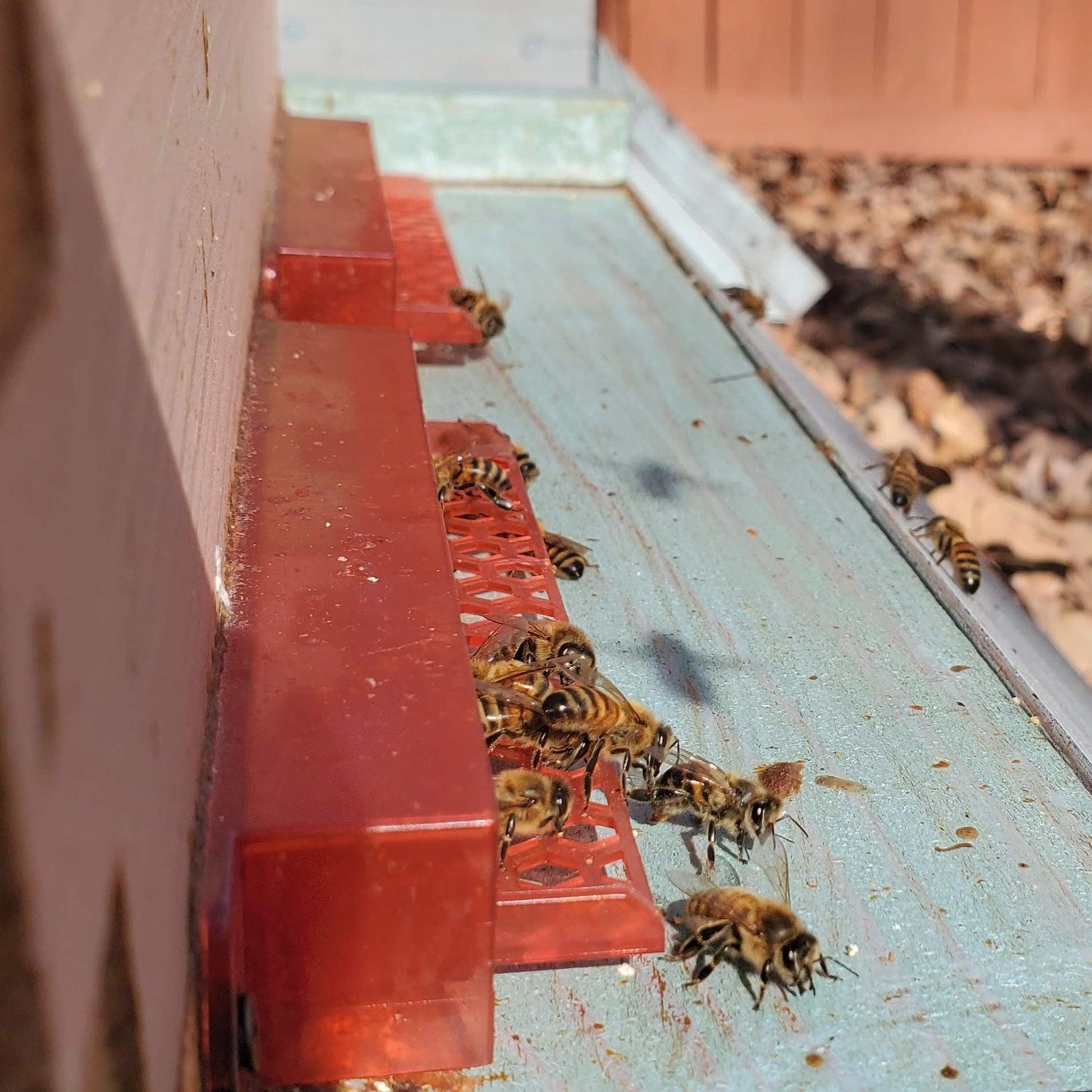 Guardian Bee Hive Entrance