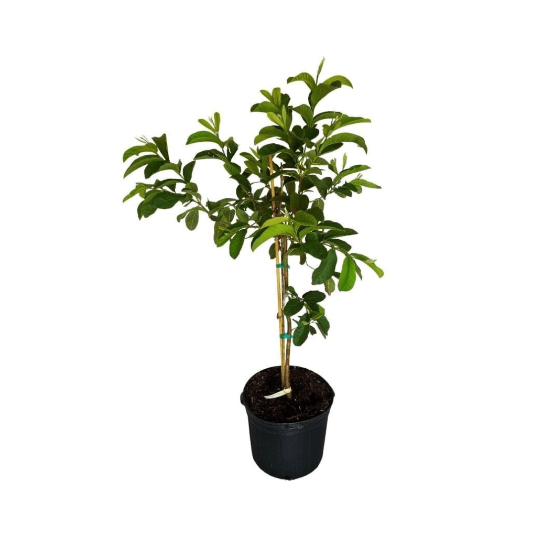 Barbie Pink Guava Tree, image 3 of 4
