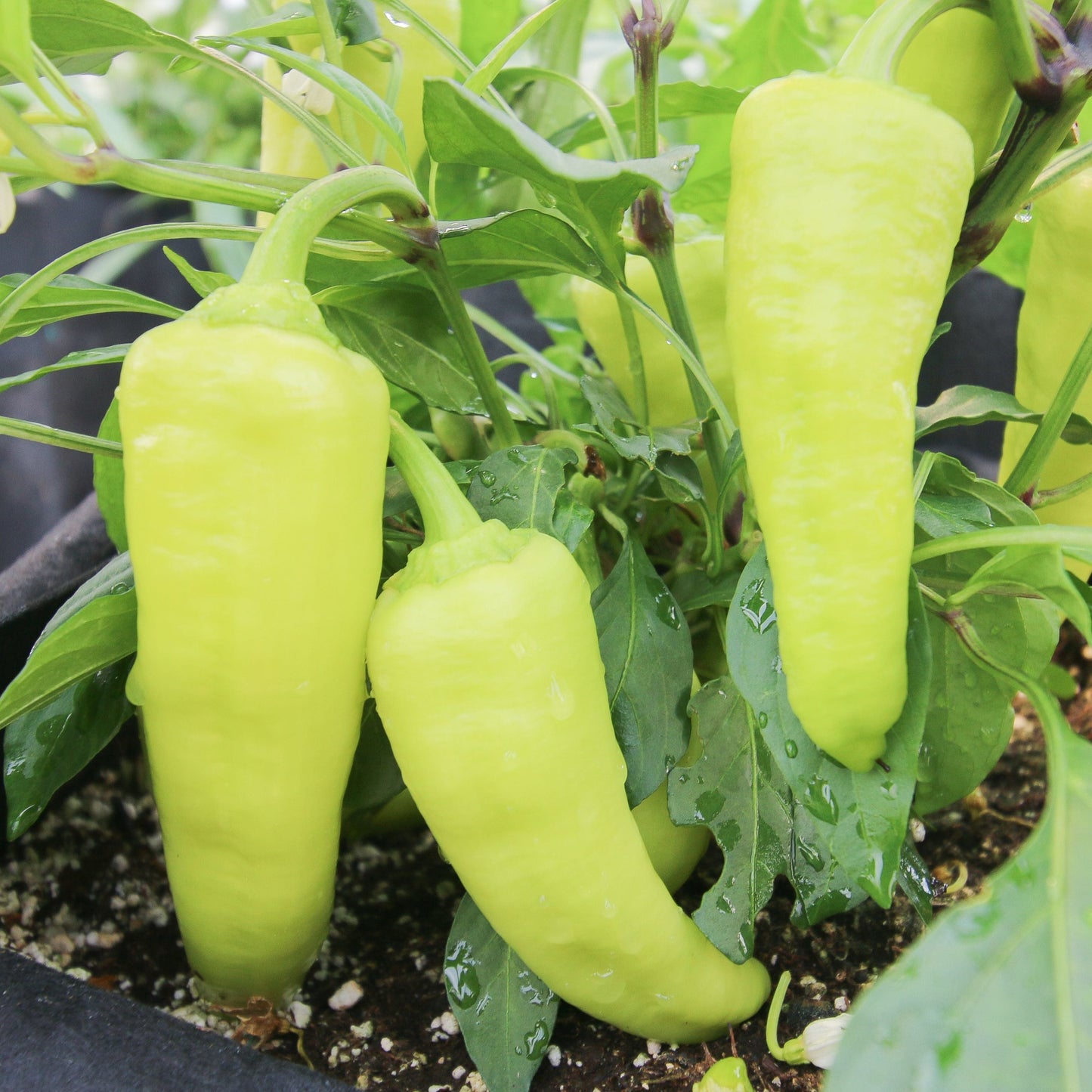 Sweet Banana Pepper